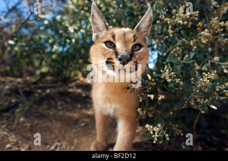 Porträt von einem Caracal (Felis Caracal) Blick in die Kamera, Na'an Ku Se Wild Life Sanctuary, Namibia. Stockfoto