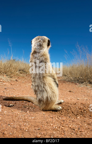 Rückansicht des ein Suricate (Suricata Suricatta), Na'an Ku Se Wild Life Sanctuary, Namibia. Stockfoto