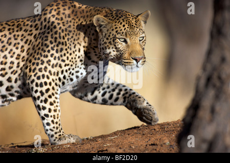 O einen Gepard (Panthera Pardus) stalking, Okonjima Lodge und Africat Foundation, Namibia hautnah Stockfoto