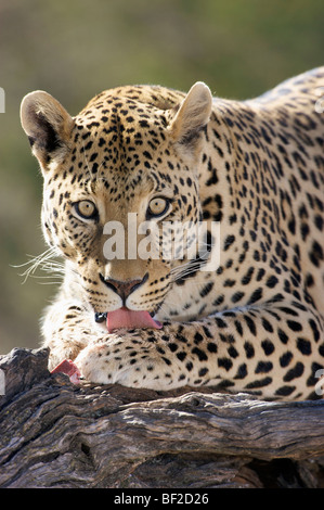 Porträt eines Leoparden (Panthera Pardus) leckt seine Pfote, Okonjima Lodge und Africat Foundation, Namibia. Stockfoto