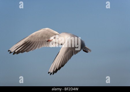 Lachmöwe Larus ridibundus im Winter Gefieder Norfolk Coast Stockfoto