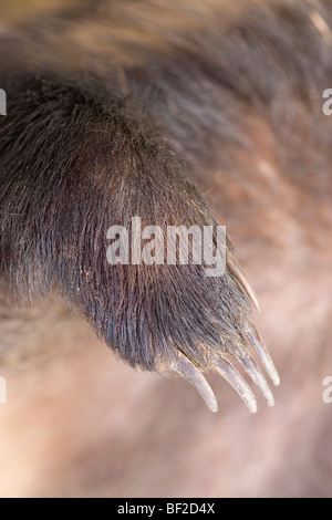 Europäischer Dachs (Meles Meles). Oberseite des rechten Vorfuß Ziffern und Krallen zeigen. Stockfoto