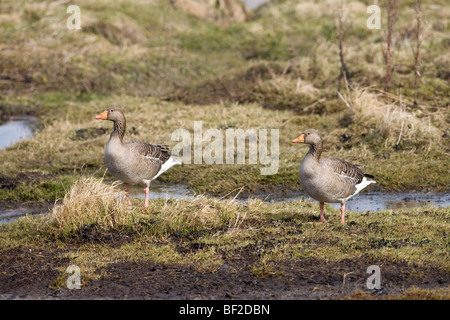 Western Graugänse (Ansera Anser). Erwachsenen-paar. Februar. Islay, Westküste Schottlands. Stockfoto