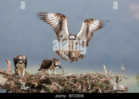 Fischadler (Pandion Haliaetus), männliche Annäherung an Nest mit Fisch für Küken. Stockfoto