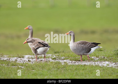 Western Graugänse (Anser anser). Ein. Überwinternde Vögel, Islay, an der Westküste von Schottland. Körperform, messen Zustand, Eignung für Long distance Migration ​Flight. Stockfoto