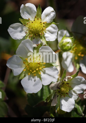 Wilde Erdbeere Blumen Stockfoto