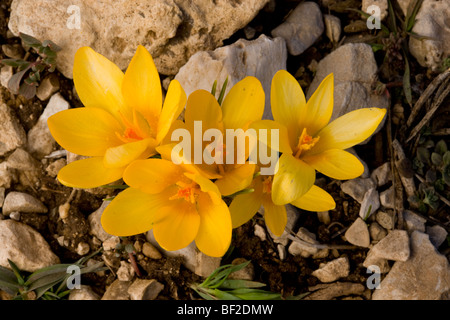 Eine orange Krokus Crocus Chrysanthus an der Schneegrenze, Südtürkei. Stockfoto