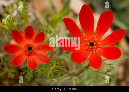 Ein Fasan Auge Adonis Flammea in Blüte; Turkei Stockfoto