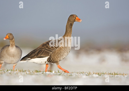 Graylag Goose Graugans (Anser Anser), Erwachsene Fütterung im tief verschneiten Feld. Stockfoto