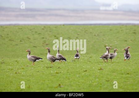 Western Graugänse (Anser Anser Anser). Überwinternde, echte 'wild' Vögel, auf Islay, Westküste von Schottland. Februar. Stockfoto