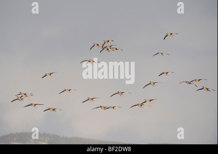 Graylag Goose Graugans (Anser Anser), scharen sich im Flug kommen, um zu landen. Stockfoto