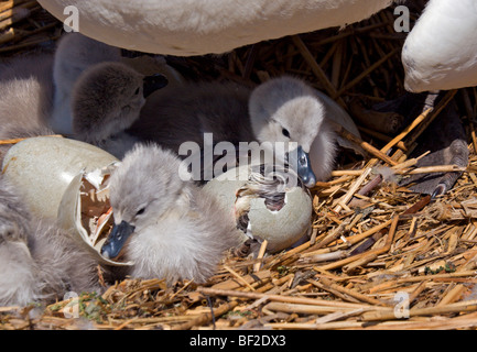 Neu geschlüpften und schraffierten Höckerschwan (Cygnus Olor) Cygnets Stockfoto