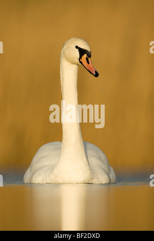 Höckerschwan (Cygnus Olor), Erwachsene am Teich im Winter Sonnenlicht. Stockfoto