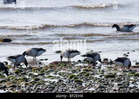 Atlantik oder Licht-bellied Ringelgänse (Branta bernicla hrota). Die beweidung von Seegras oder Zostera sp. Die Überwinterung auf Islay. West Coast ​of Schottland. Stockfoto