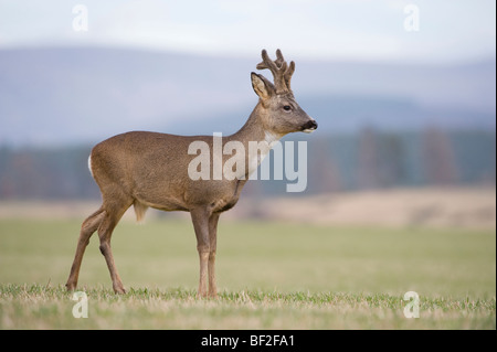 Europäische Rehe (Capreolus Capreolus), buck im Feld im Spätwinter. Stockfoto