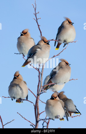 Böhmische Seidenschwanz (Bombycilla Garrulus), thront die kleine Herde im Winter. Stockfoto