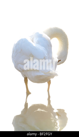 Swan in brillant späten Nachmittagssonne putzen Stockfoto