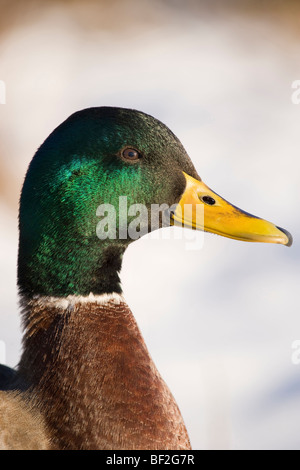 Stockente (Anas Platyrhynchos), close-up Portrait von Drake in der Zucht Gefieder. Stockfoto