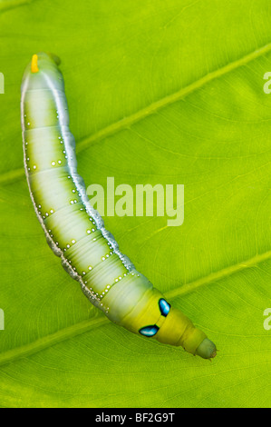 Daphnis nerii. Oleander Hawk-moth Caterpillar auf einem Blatt in Indien Stockfoto