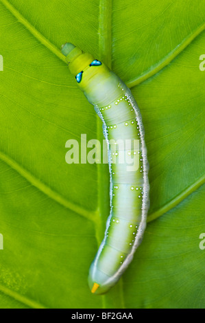 Daphnis nerii. Oleander Hawk-moth Caterpillar auf einem Blatt in Indien Stockfoto