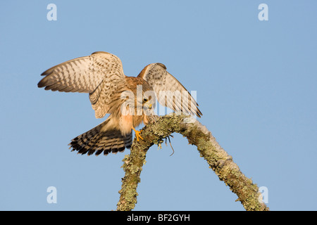 Turmfalken (Falco Tinnunculus). Männchen ernähren sich von Maus. Stockfoto