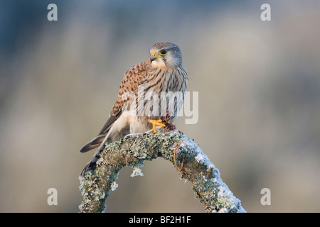 Turmfalken (Falco Tinnunculus). Männchen ernähren sich von Maus. Stockfoto