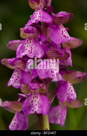 Grün-winged Orchideen Orchis Morio in blumigen Wiesen, Gargano, Italien. Stockfoto