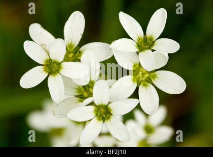 Steinbrech Saxifraga Granulata Wiesenblumen, close-up. Ungewöhnlich, Grünland-Pflanze. Stockfoto