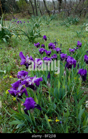 Ein Zwerg bärtige Iris, Iris Lutescens, massenhaft wächst auf steinigen Gebieten auf der Gargano-Halbinsel, Italien. Stockfoto