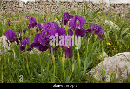 Ein Zwerg bärtige Iris, Iris Lutescens, massenhaft wächst auf steinigen Gebieten auf der Gargano-Halbinsel, Italien. Stockfoto