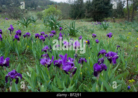 Ein Zwerg bärtige Iris, Iris Lutescens, massenhaft wächst auf steinigen Gebieten auf der Gargano-Halbinsel, Italien. Stockfoto