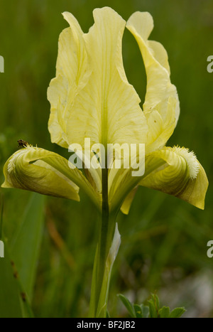 Ein Zwergiris, Iris Pseudopumila, Gargano, Italien. Stockfoto