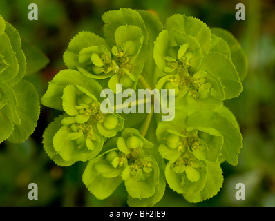 Sun Wolfsmilch Euphorbia Helioscopia, Nahaufnahme von Dolde und Blumen. Weit verbreiteten Unkraut. Stockfoto
