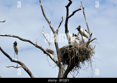 Jabiru Storchennest, Jabiru Mycteria mit mehreren jungen, Fazenda San Francisco Miranda, Mato Grosso Do Sul, Brasilien Stockfoto