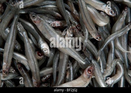 Nahaufnahme von einem Haufen von rohe Sardinen Stockfoto