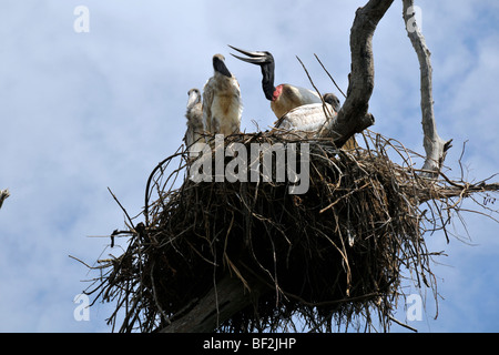 Jabiru Storchennest, Jabiru Mycteria mit mehreren jungen, Fazenda San Francisco Miranda, Mato Grosso Do Sul, Brasilien Stockfoto