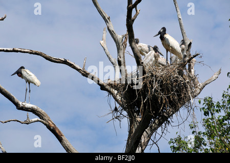 Jabiru Storchennest, Jabiru Mycteria mit mehreren jungen, Fazenda San Francisco Miranda, Mato Grosso Do Sul, Brasilien Stockfoto