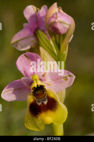 Blattwespen Orchideen Ophrys Tenthredinifera, nassen Tag, Halbinsel Gargano, Italien. Stockfoto