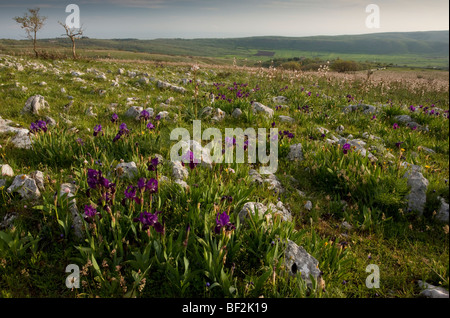 Ein Zwerg bärtige Iris, Iris Lutescens, massenhaft wächst auf steinigen Gebieten auf der Gargano-Halbinsel, Italien. Stockfoto