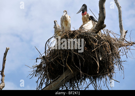 Jabiru Storchennest, Jabiru Mycteria mit mehreren jungen, Fazenda San Francisco Miranda, Mato Grosso Do Sul, Brasilien Stockfoto