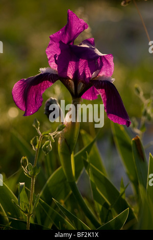 Ein Bartgeier Zwergiris, Iris Lutescens, wächst auf steinigen Gebieten auf der Gargano-Halbinsel, Italien. Stockfoto