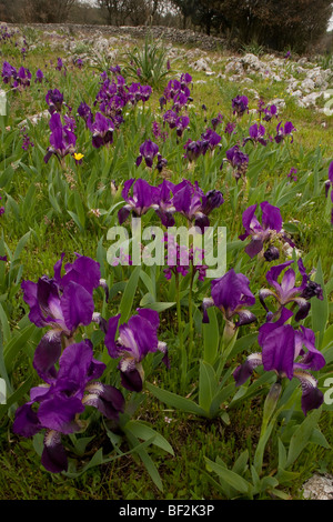 Zwerg-Bartiris, Iris Lutescens, massenhaft mit Grün-winged Orchideen wachsen, steinigen Feldern auf der Gargano-Halbinsel, Italien. Stockfoto