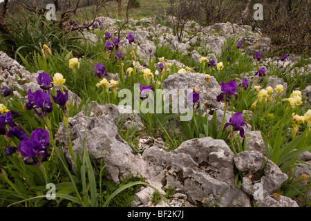 Ein Zwerg bärtige Iris, Iris Lutescens, massenhaft wächst auf steinigen Gebieten auf der Gargano-Halbinsel, Italien. Stockfoto