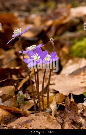 Liverleaf oder Leberblümchen Hepatica Nobilis (Hepatica Triloba) Buche Wald, blühen im zeitigen Frühjahr. Monte Sibillini, Italien. Stockfoto