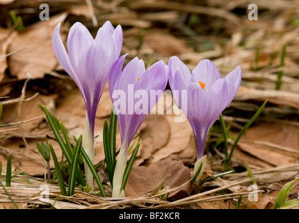 Lila Krokusse Crocus Vernus in Almen am Rande des Buche Wald am Monte Sibillini, Italien. Stockfoto