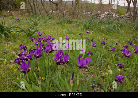 Ein Zwerg bärtige Iris, Iris Lutescens, massenhaft wächst auf steinigen Gebieten auf der Gargano-Halbinsel, Italien. Stockfoto