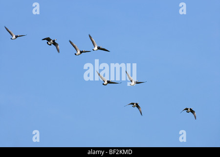 Nonnengänse (Branta leucopsis). Strang über Islay, Westküste von Schottland fliegen. Überwinternde Vögel aus Grönland zuchtpopulation. Stockfoto