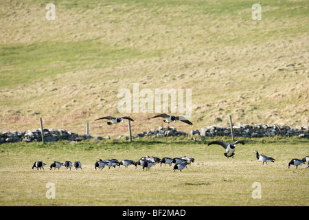 Nonnengänse (Branta leucopsis). Islay. Westküste von Schottland. Überwinternde Vögel aus Grönland Zuchtpopulation, Fütterung auf kurze, Schafe weideten, Gras auf der Insel. ​ Stockfoto