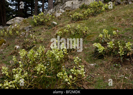 Korsische Nieswurz Helleborus Argutifolius, Col de Bavella, Korsika, Frankreich. Stockfoto