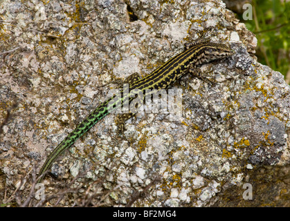 Tyrrhenische Mauereidechse, Podarcis Tiliguerta auf Granitfelsen, Col de Bavella; Korsika, Frankreich. Stockfoto